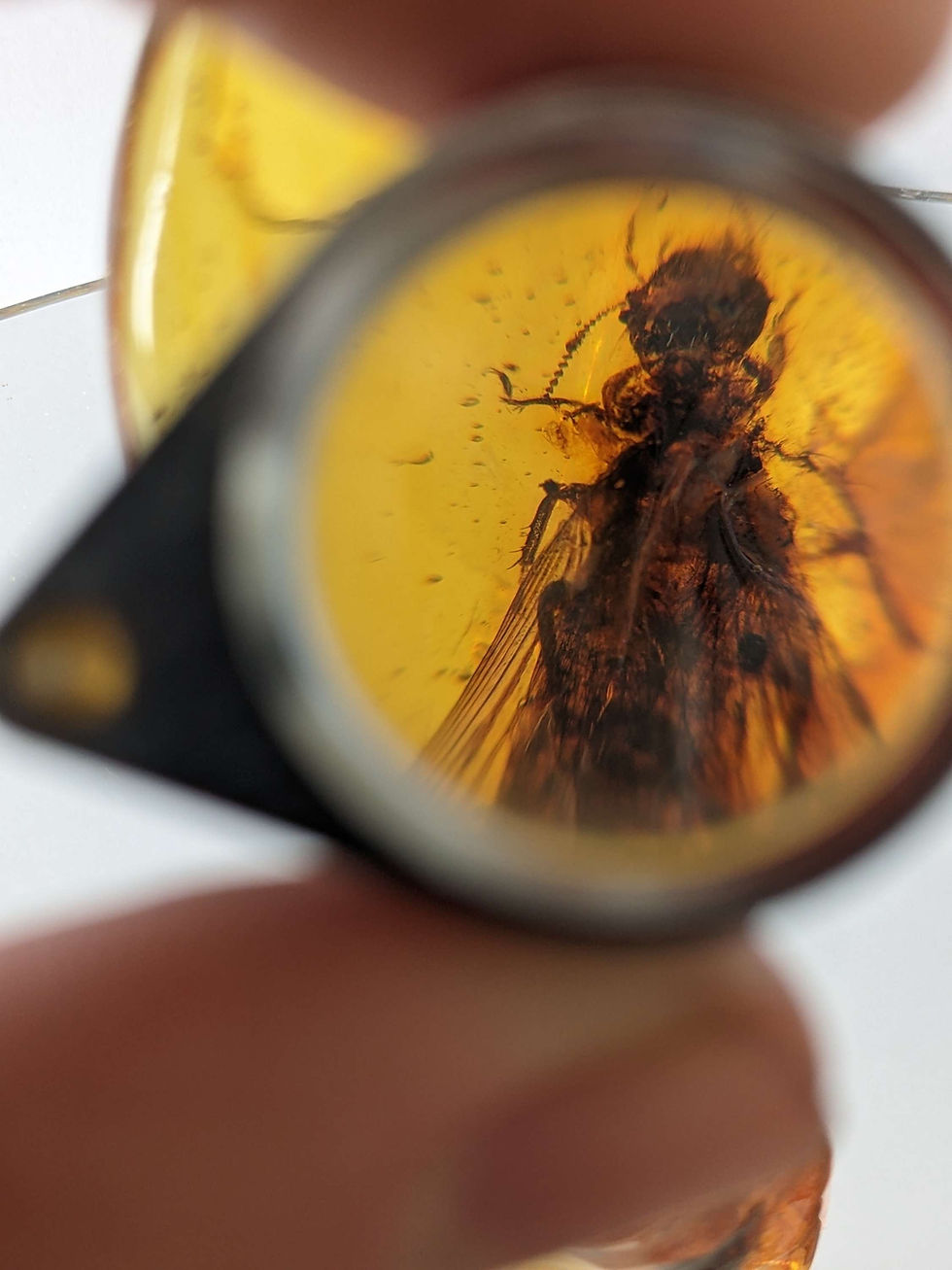 Thumbnail: Amber With Insects #267 • Large Clear Termite, Rare Size