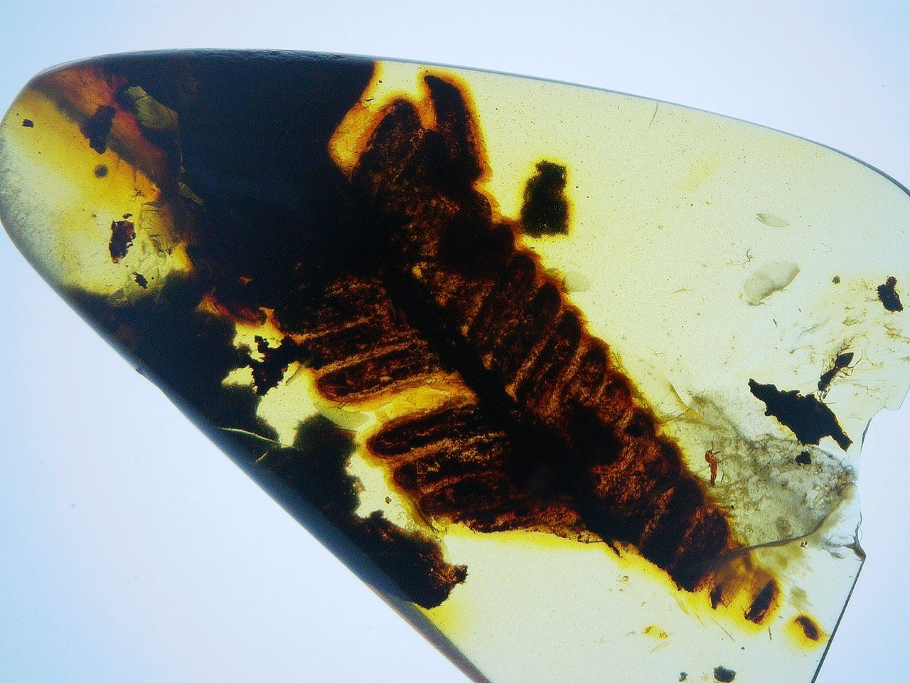 metasequoia leaf in amber