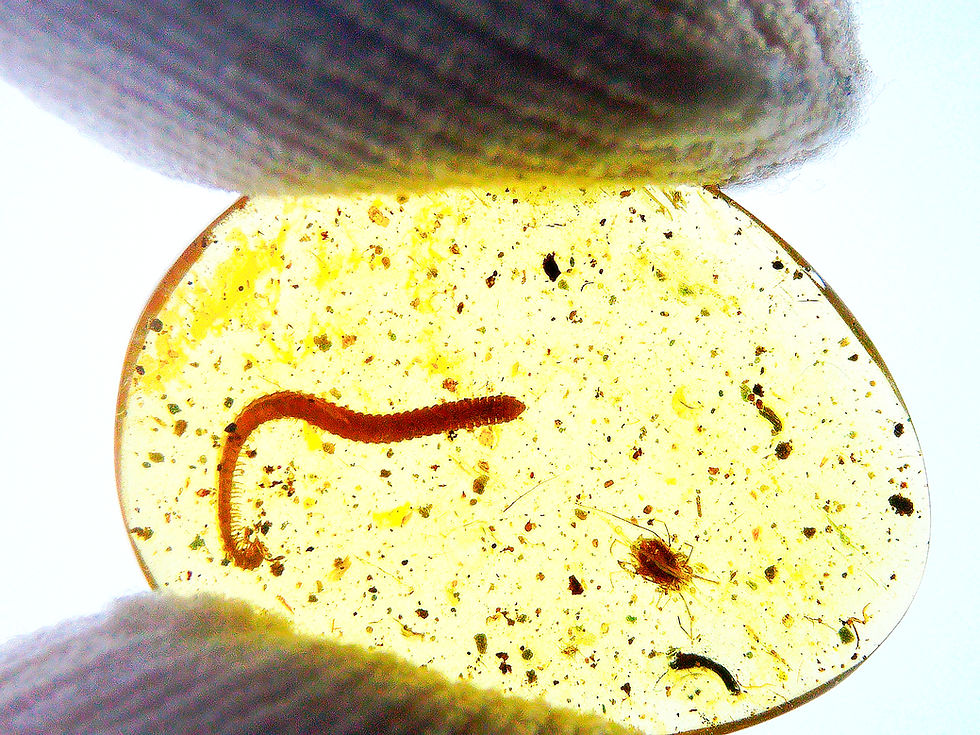 Thumbnail: Amber with insects #2196 • Burmese amber with centipede inclusion