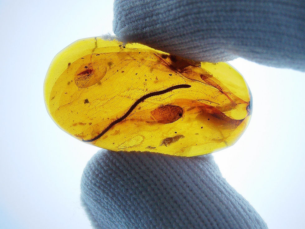 Thumbnail: Burmese amber with millipede held by two fingers