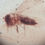 Thumbnail: Amber with Insects 