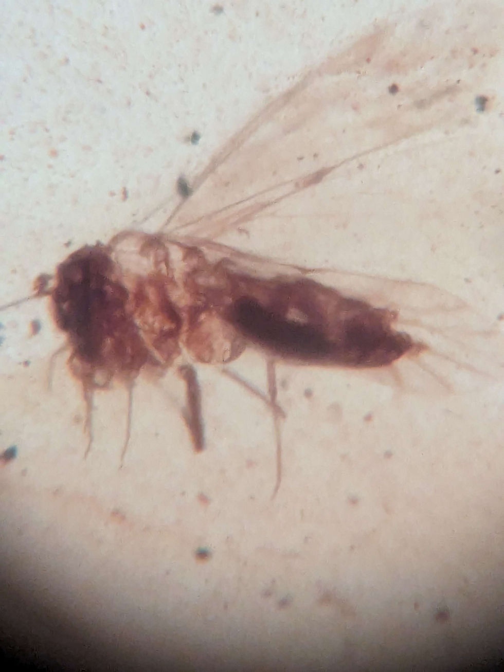 Thumbnail: Amber with Insects 