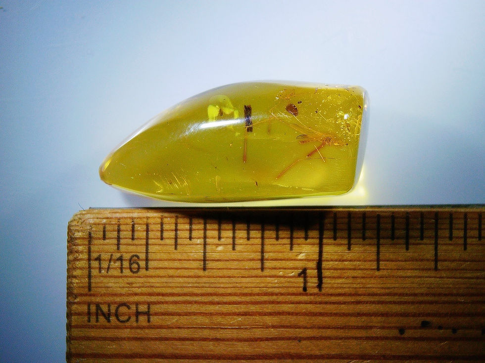 Thumbnail: Dominican amber with cranefly inclusion over ruler