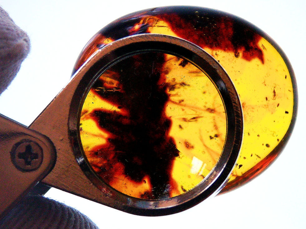 Thumbnail: Burmese amber with redwood leaf inclusion under 30x loupe