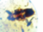 Burmese amber with cockroach under microscope