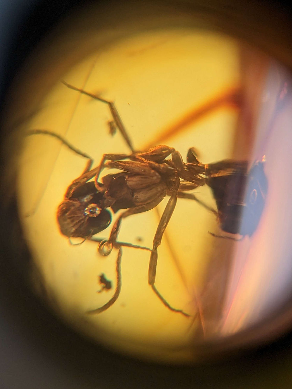 Thumbnail: Amber With Insects #373 • Museum Clarity Ant!