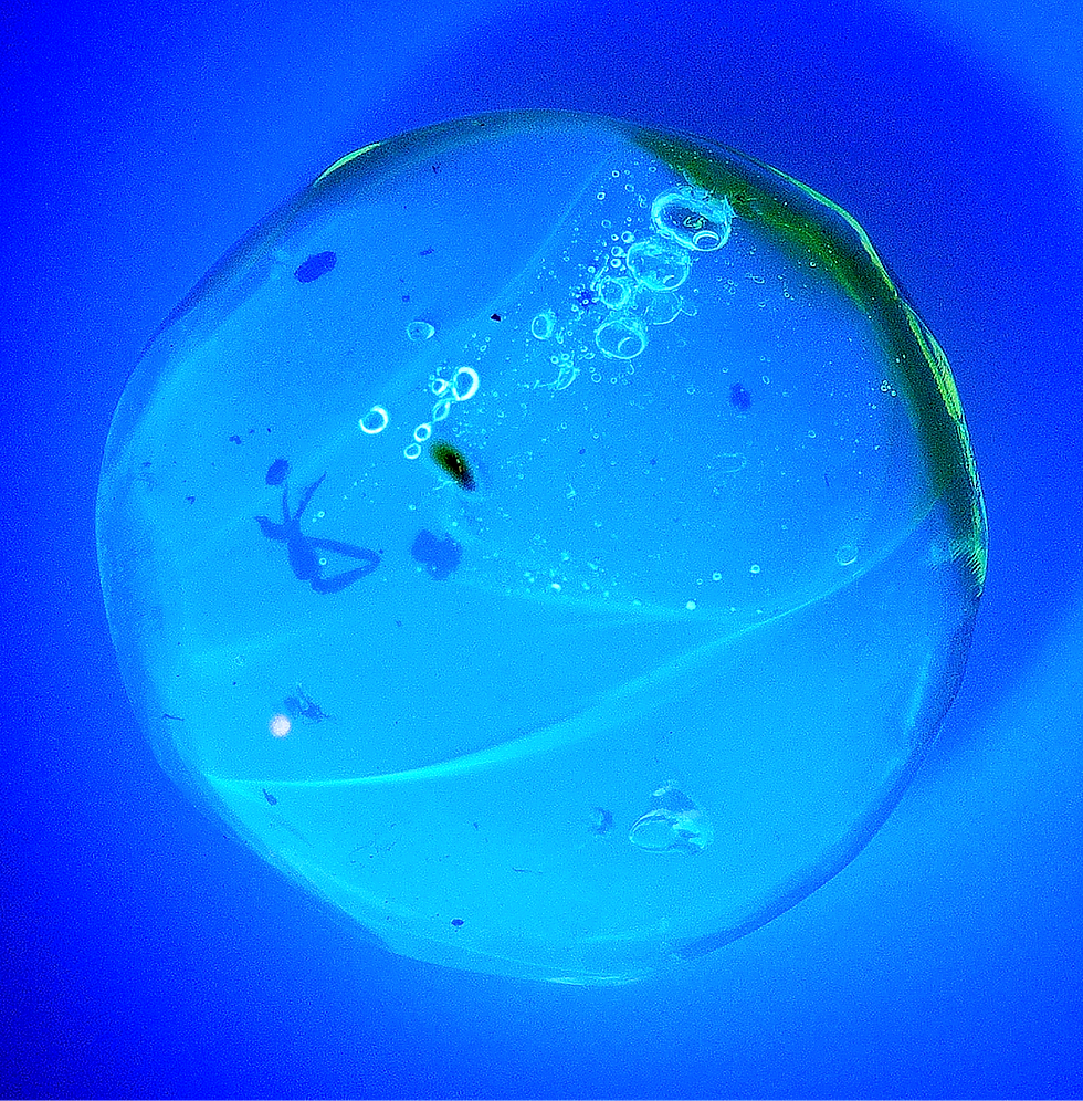 Thumbnail: Burmese Amber with scorpion inclusion under UV light
