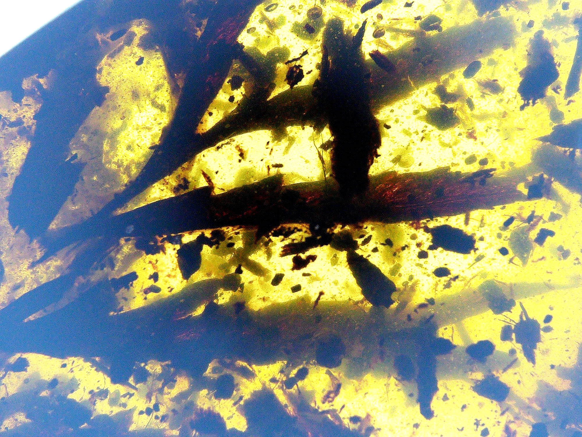 Burmese amber with leaf under microscope