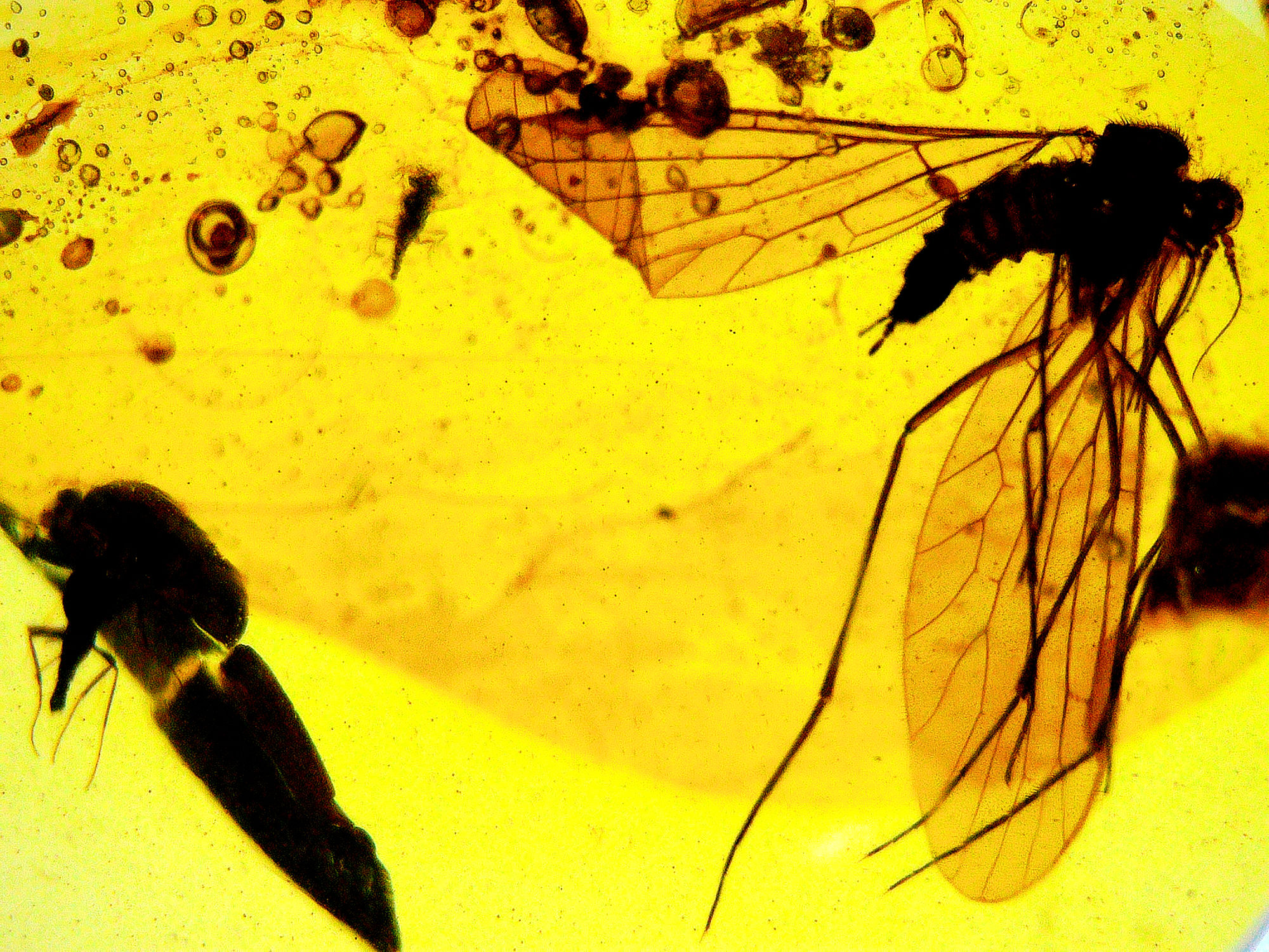 Burmese Amber with mosquito inclusion under a microscope