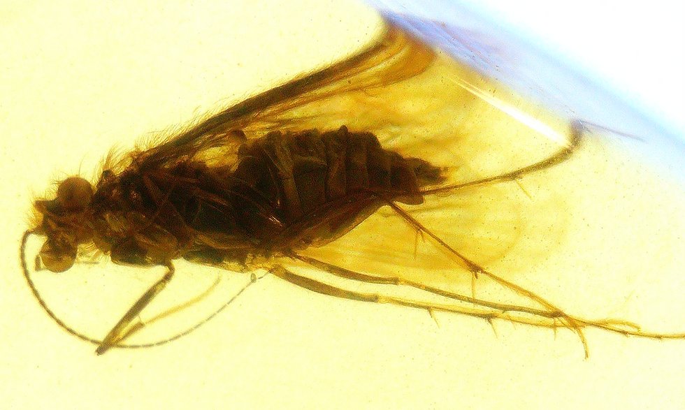 2 Burmese amber pieces with wasp and Diptera under microscope