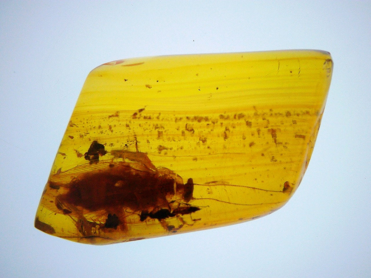 Roach in amber