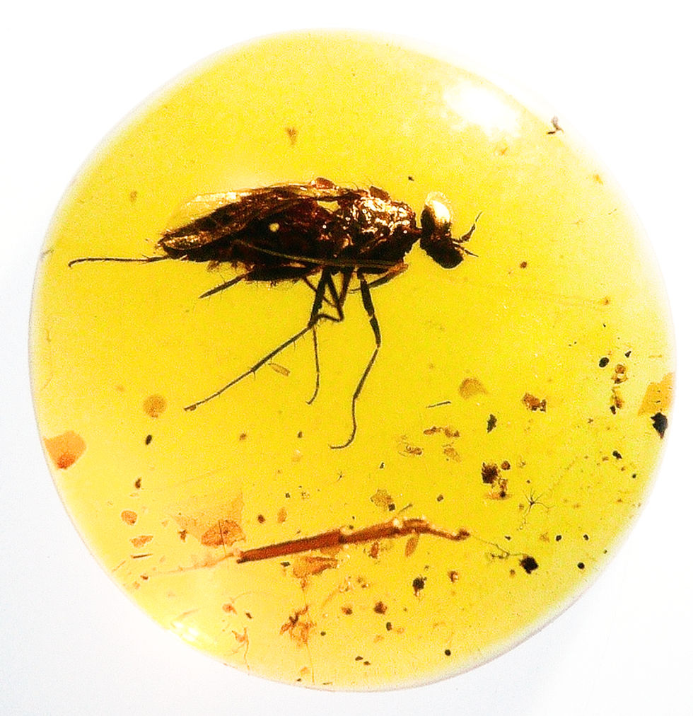 Burmese amber with Fly over light board