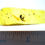 Thumbnail: Dominican amber with wasp over ruler