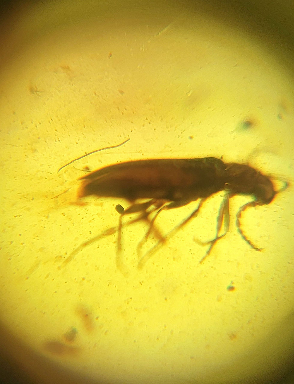 Thumbnail: Burmese insect in amber on silver ring under a 60x microscope