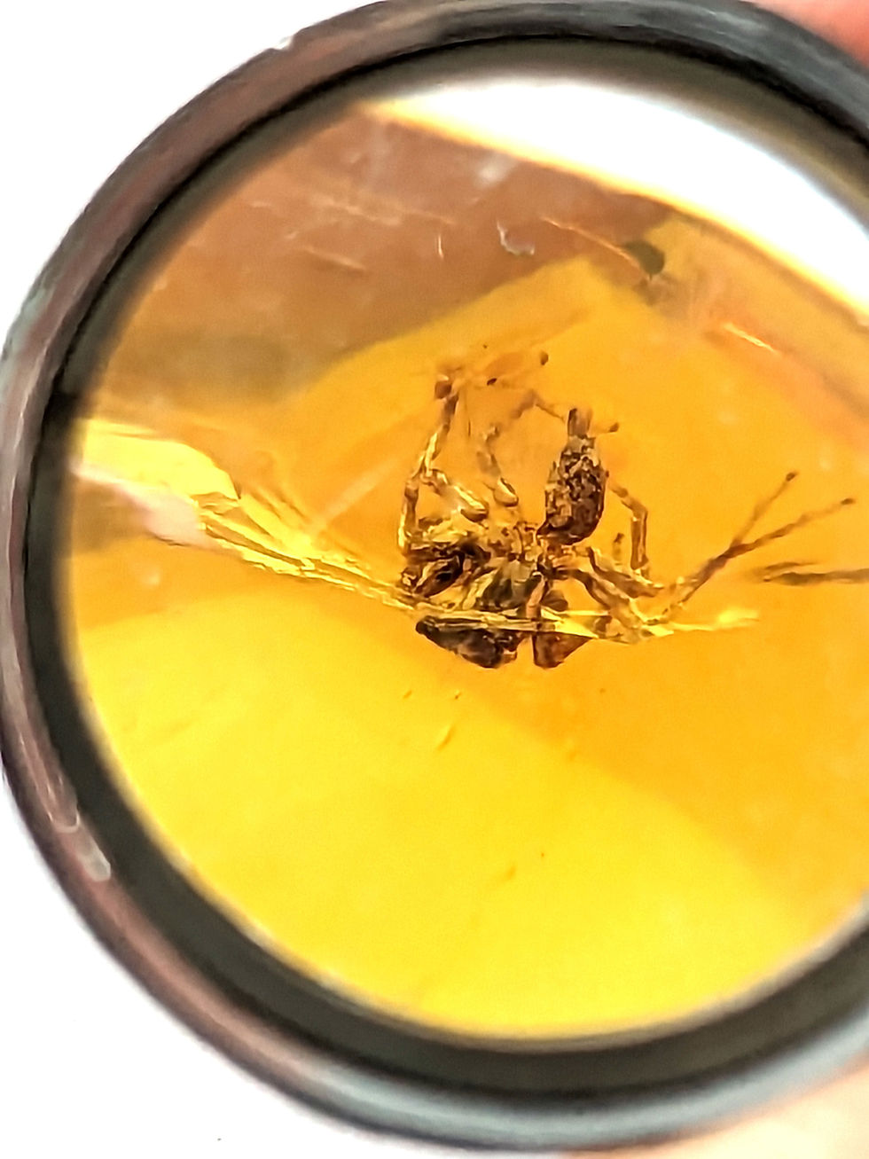 Thumbnail: Amber with Insects #447