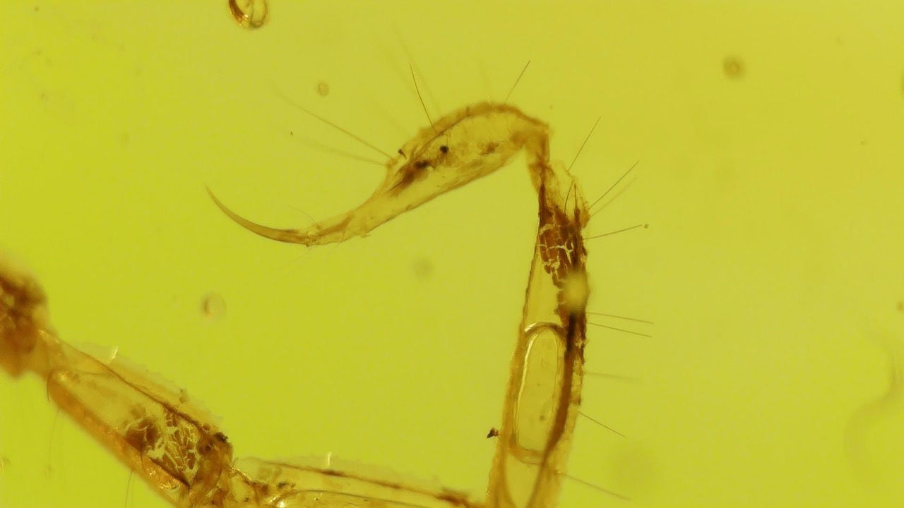 scorpion with liquid in it's tail in amber