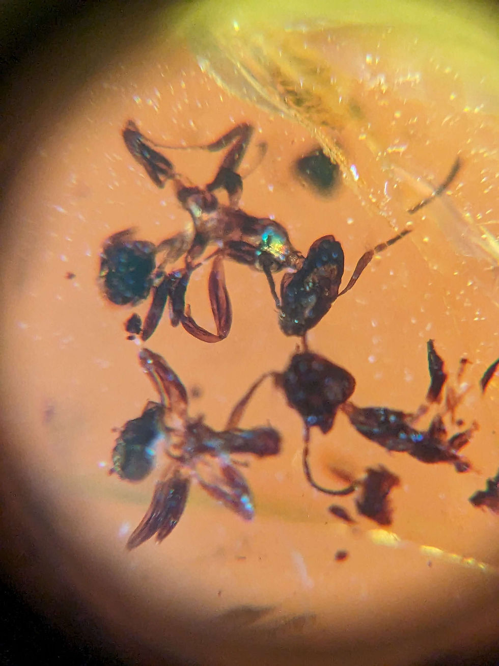 Thumbnail: Amber with Insects #531 Swarm of Ants