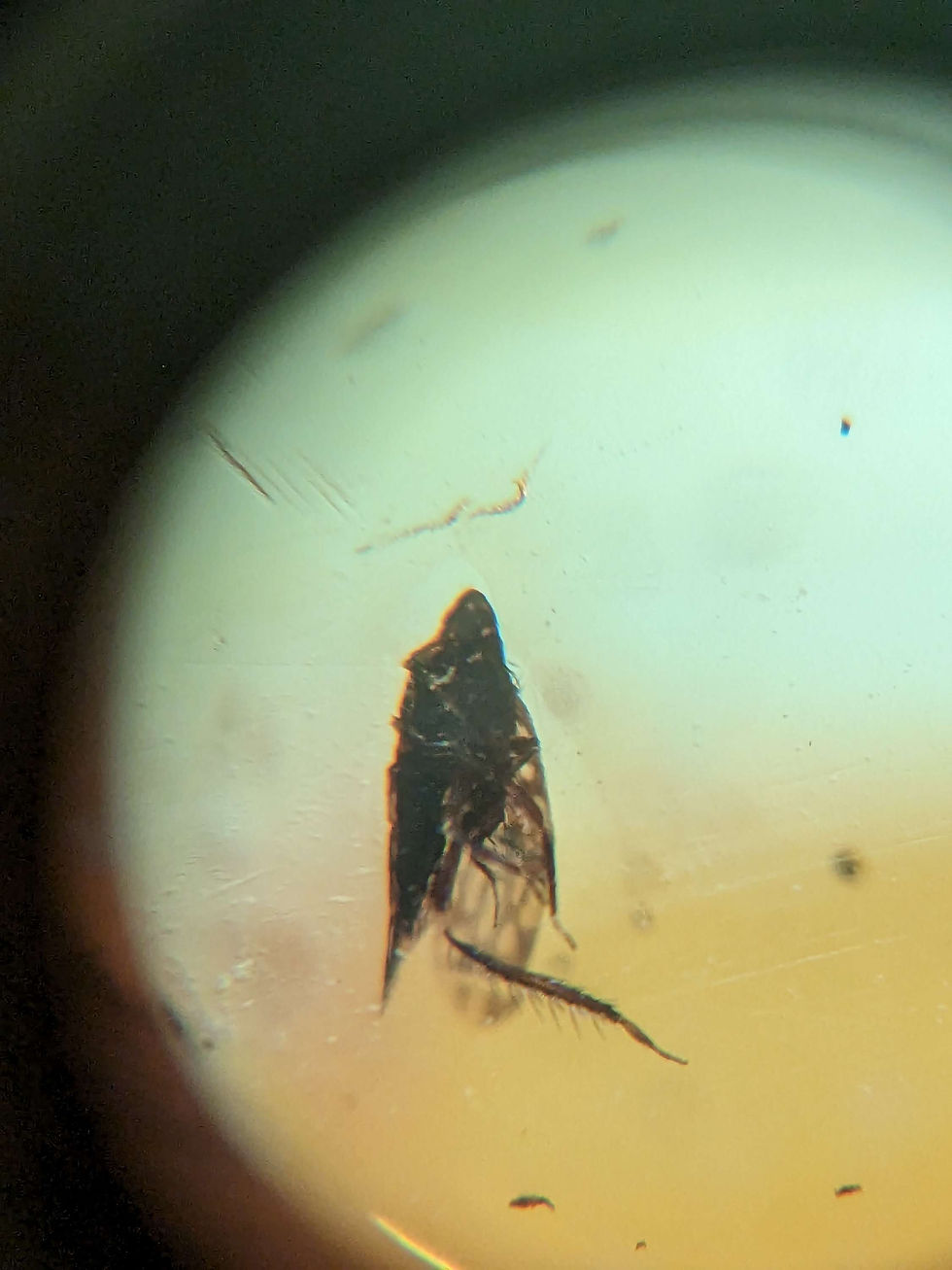 Thumbnail: Amber with Insects #444 • Wasp, Fly and More