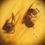 Thumbnail: Insect in amber, wasp in amber with three flies in amber. Amber with Multiple insects including a wasp and three flies