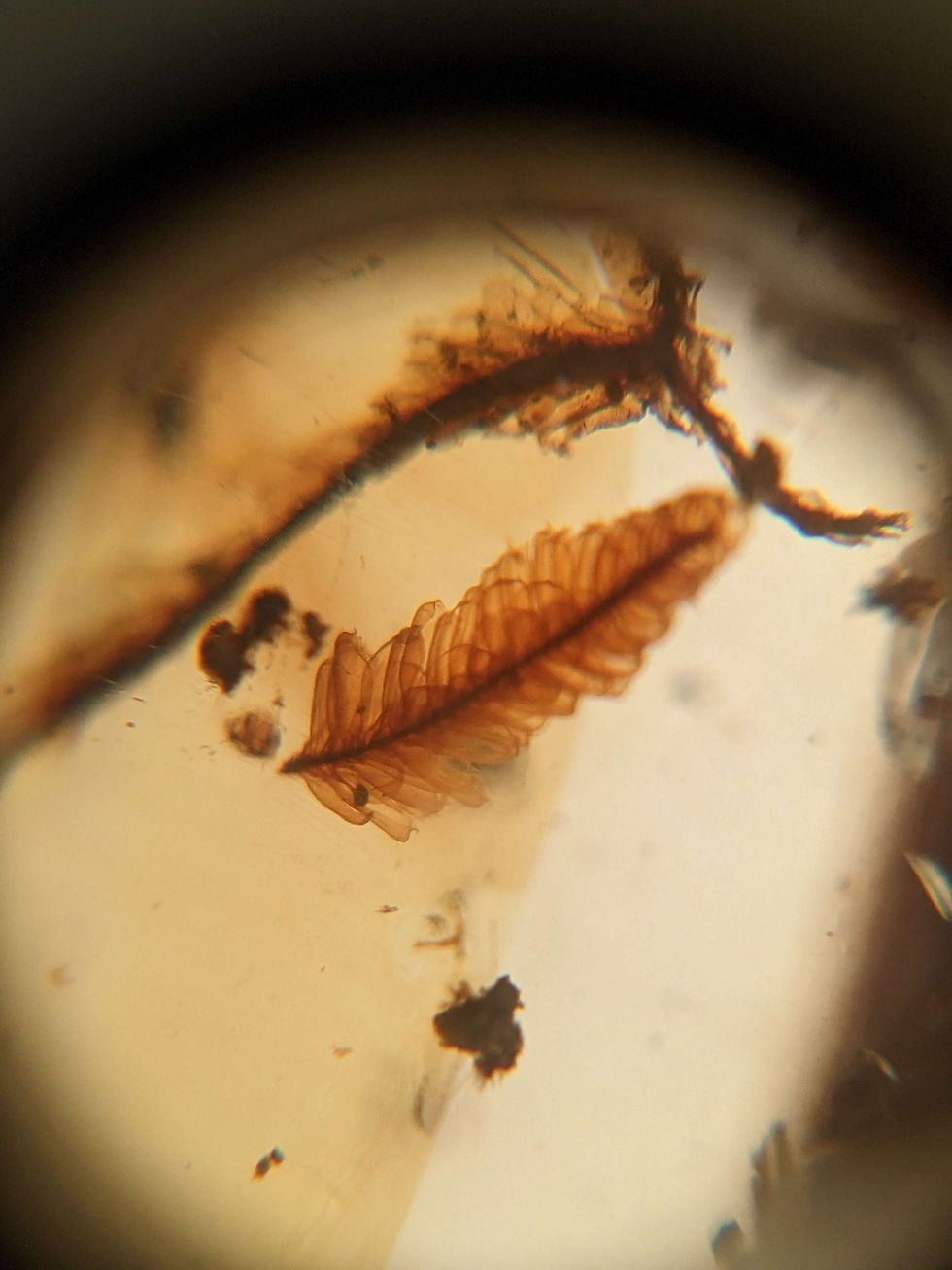 Thumbnail: Amber With Insects #282 • Beautiful Fern Leaf