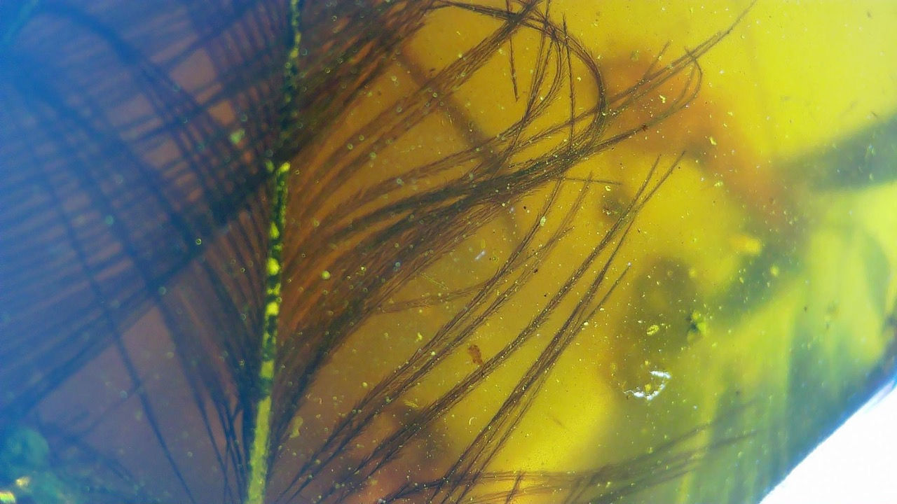  Double feather in amber slab