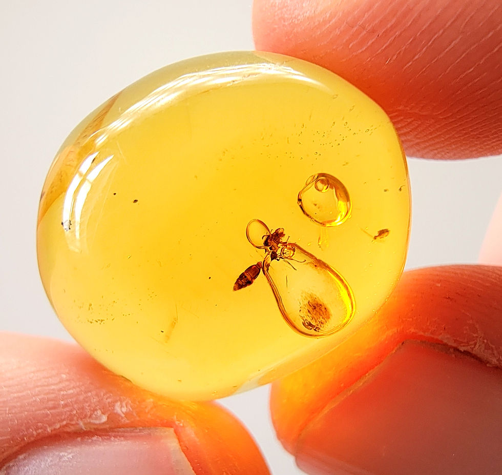 Enhydros in Dominican Amber 
