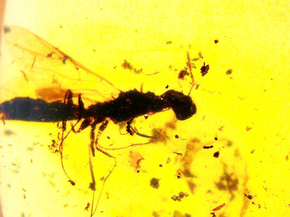 Burmese amber with crane fly inclusion under a microscope