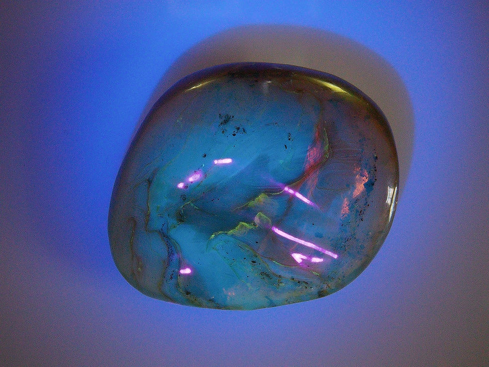Thumbnail: Burmese amber with swarm of ants under uv light