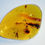 Thumbnail: Dominican Amber with leaf and spider over light