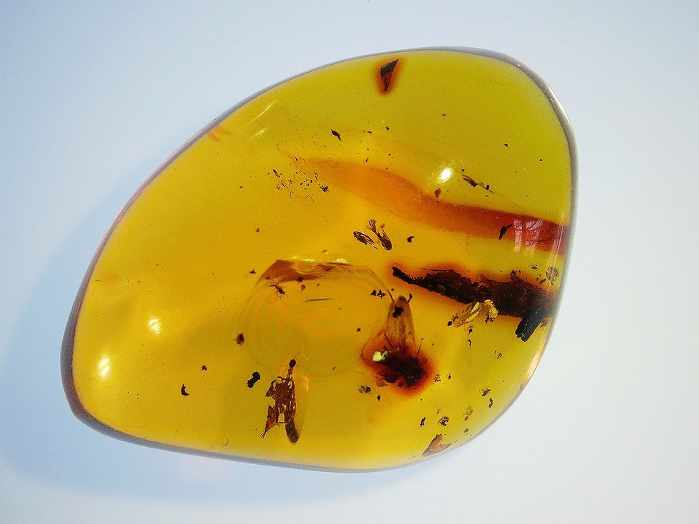 Thumbnail: Dominican Amber with leaf and spider over light