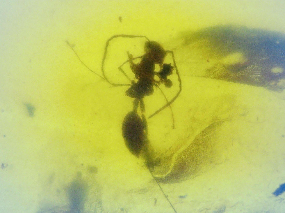 Burmese amber with ant under microscope