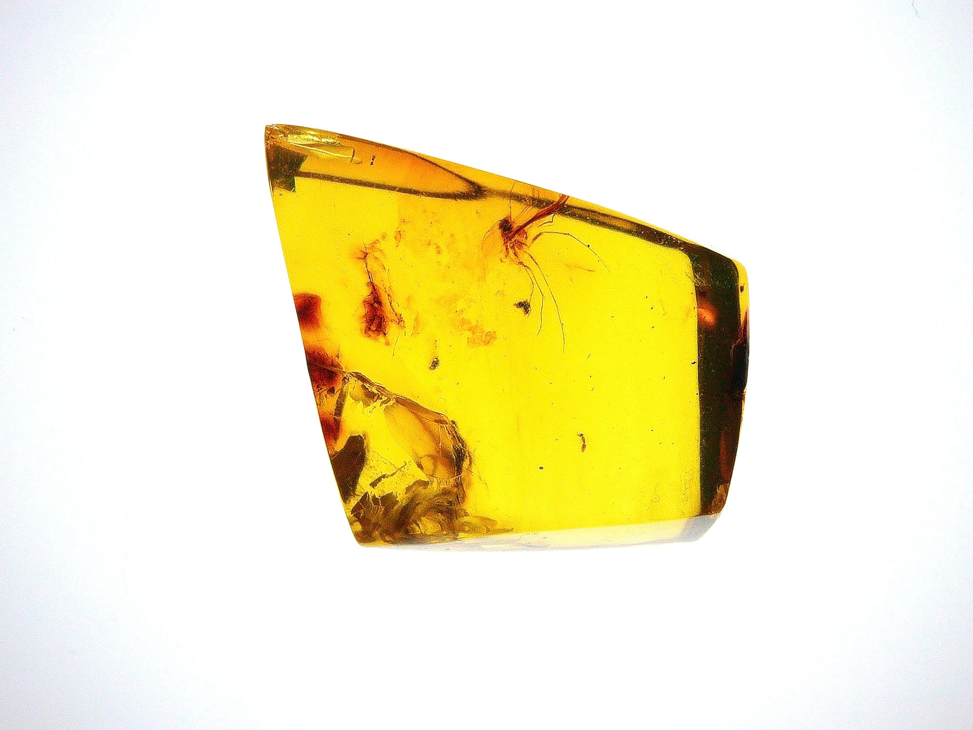 Dominican amber with mosquito inclusion over light board