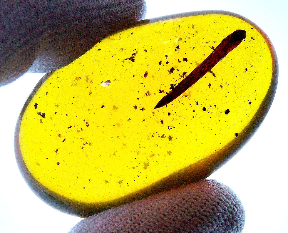 Thumbnail: Burmese amber with leaf inclusion held between two fingers