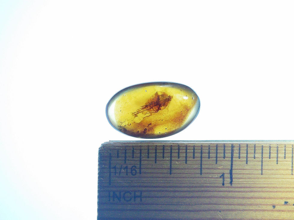 Thumbnail: Burmese amber with cockroach over ruler