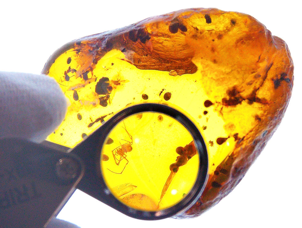 Thumbnail: Burmese Amber with spider inclusion under 30x loupe