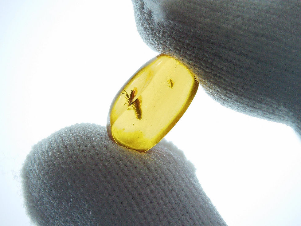 Thumbnail: Burmese amber with moth held by tweo fingers