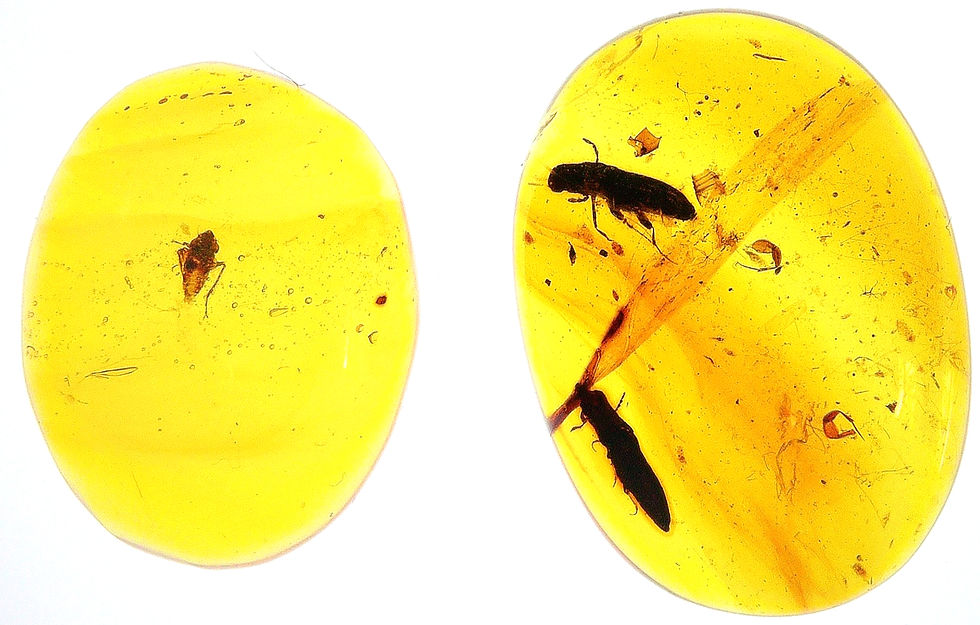 Thumbnail: Burmese amber with plant hopper and beetle under light board