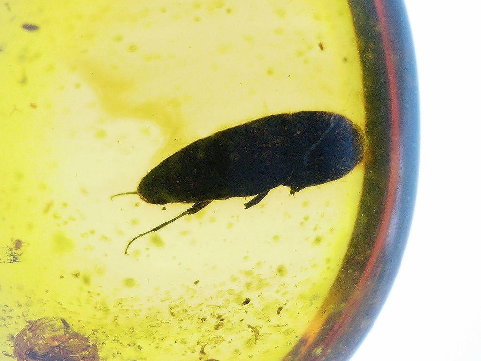 2 Burmese amber with beetles under microscope