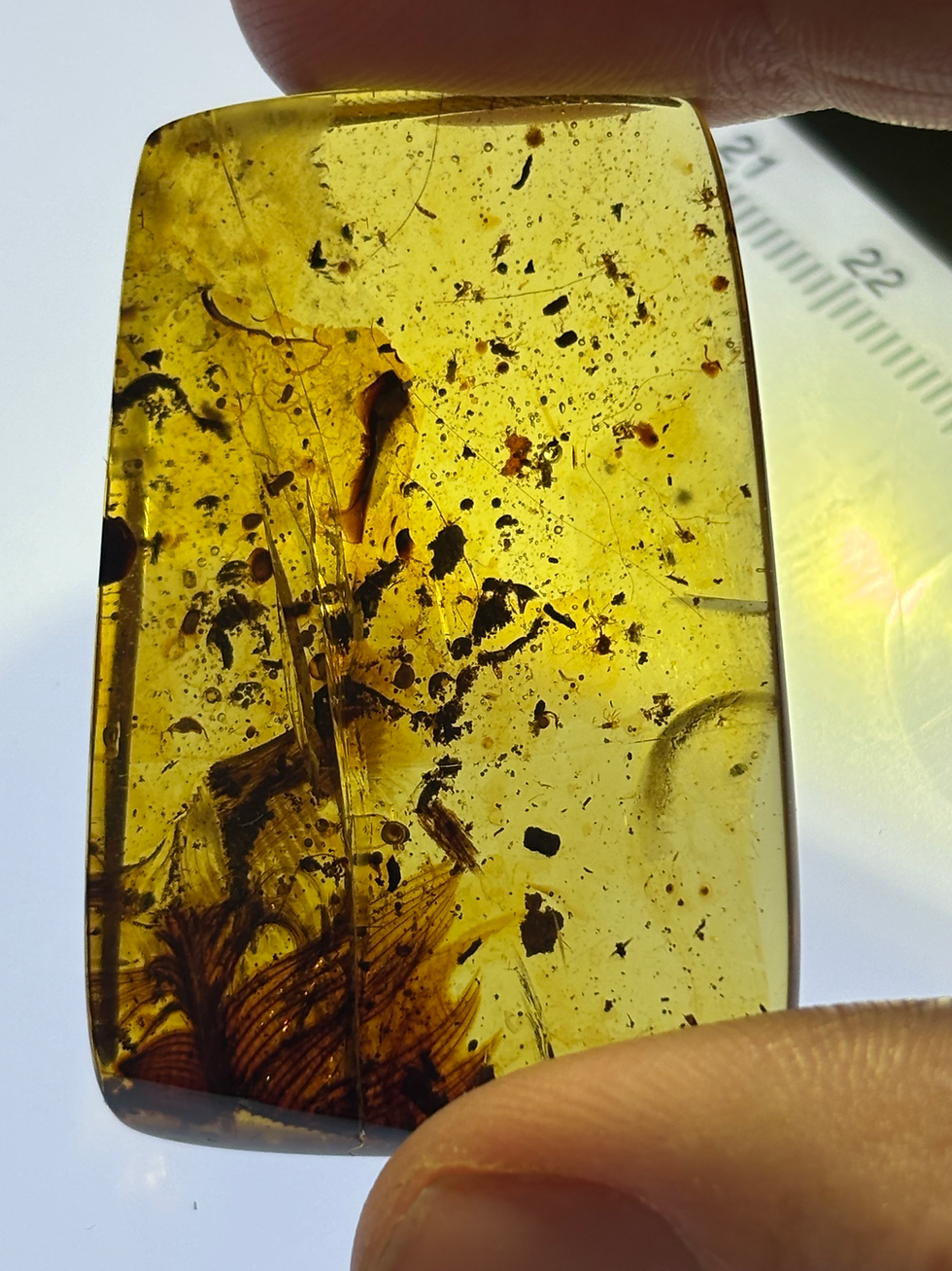 Thumbnail: Amber with feathers #002 • Burmese Amber With Multiple Feathers