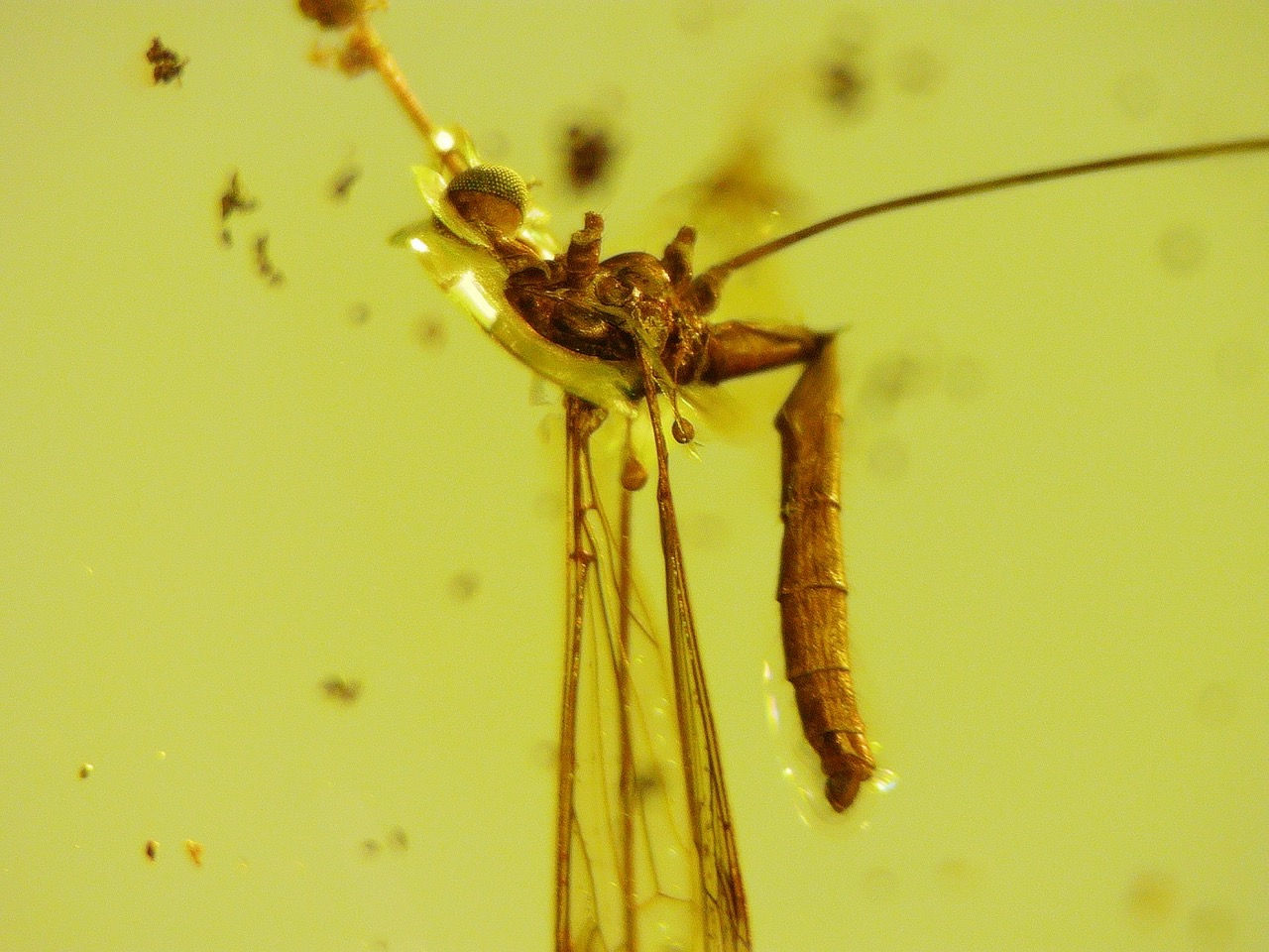 crane fly in amber