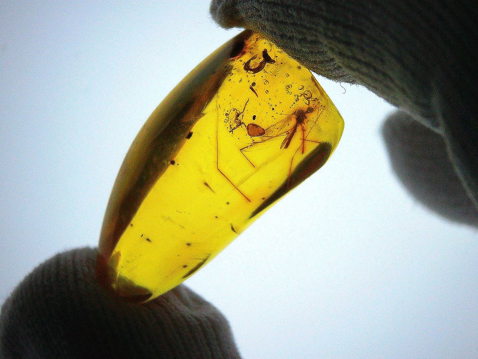 Dominican amber with cranefly inclusion held by two fingers