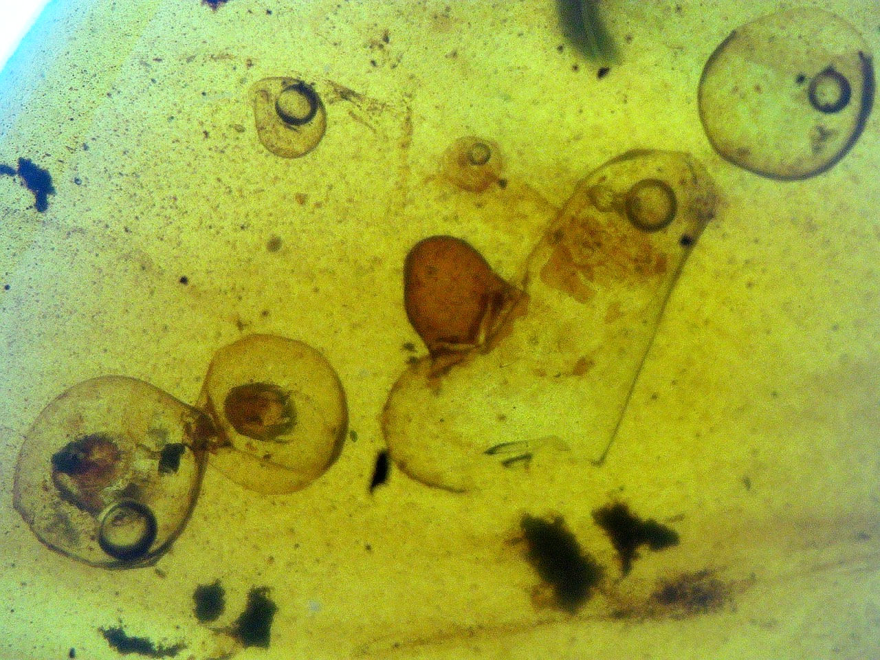 enhydro in amber cabochon