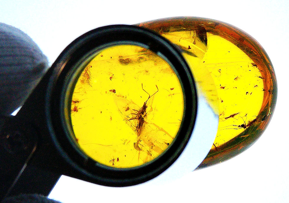 Thumbnail: Burmese amber with mosquitoes inclusion under 30x loupe