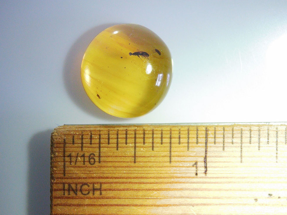 Thumbnail: Burmese amber with fly and beetle over ruler