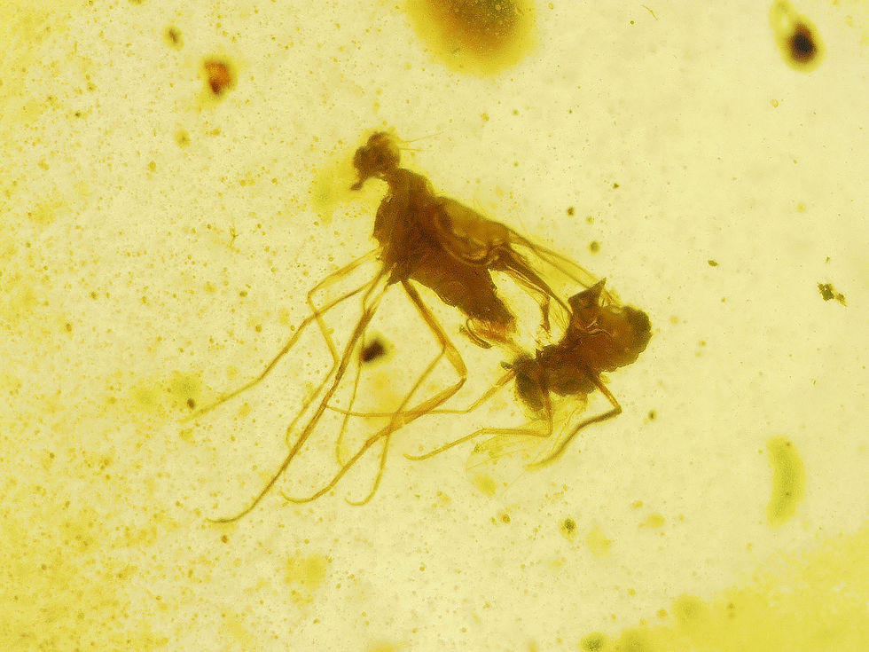 Thumbnail: Amber Jewelry • .925 pendant with mosquito swarm #7