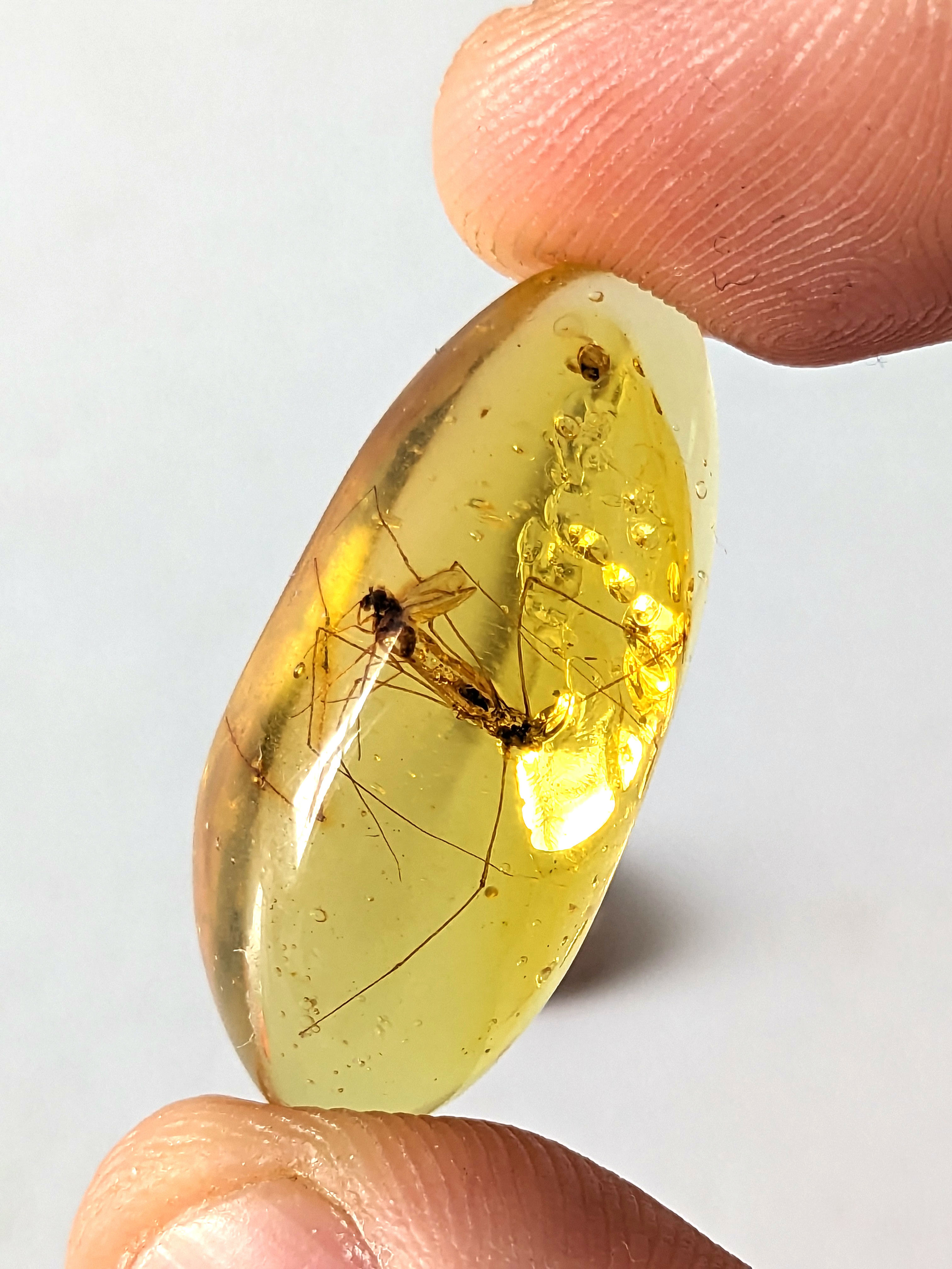 Amber with Insects #509 Museum Piece