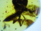 Burmese amber with unidentified insect under microscope