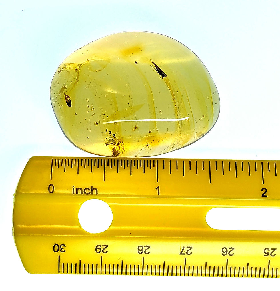 Thumbnail: Dominican Amber with moth inclusion over a ruler