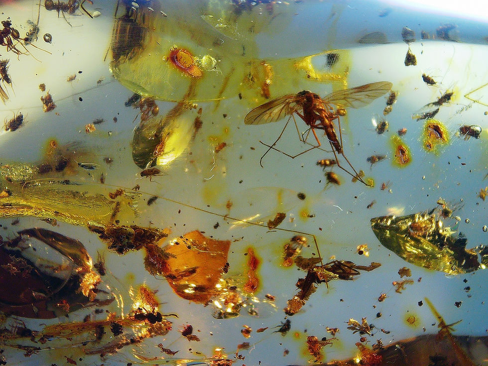 Thumbnail: Colombian copal with insects closeup