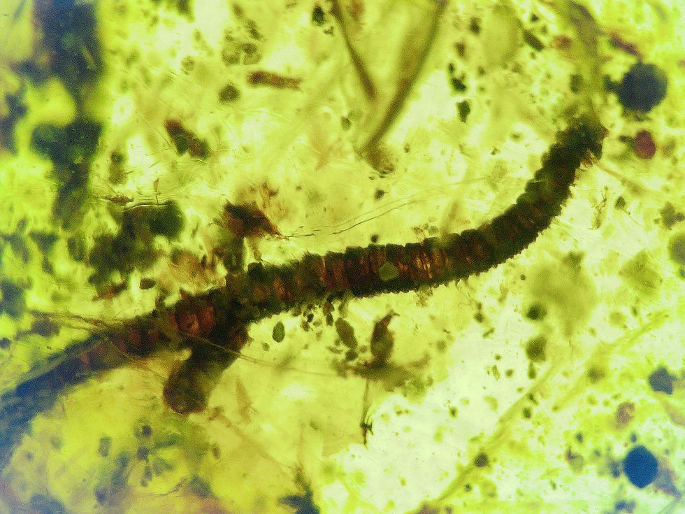 Burmese amber with millipede under microscope